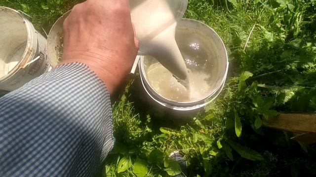 Делаем дрожжевую подкормку правильно!