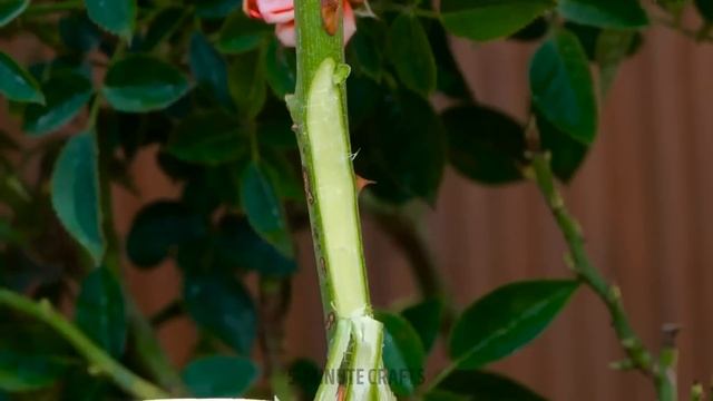 GENIUS GARDENING HACKS TO GROW FRUITS & VEGGIES AT HOME! смотреть онлайн