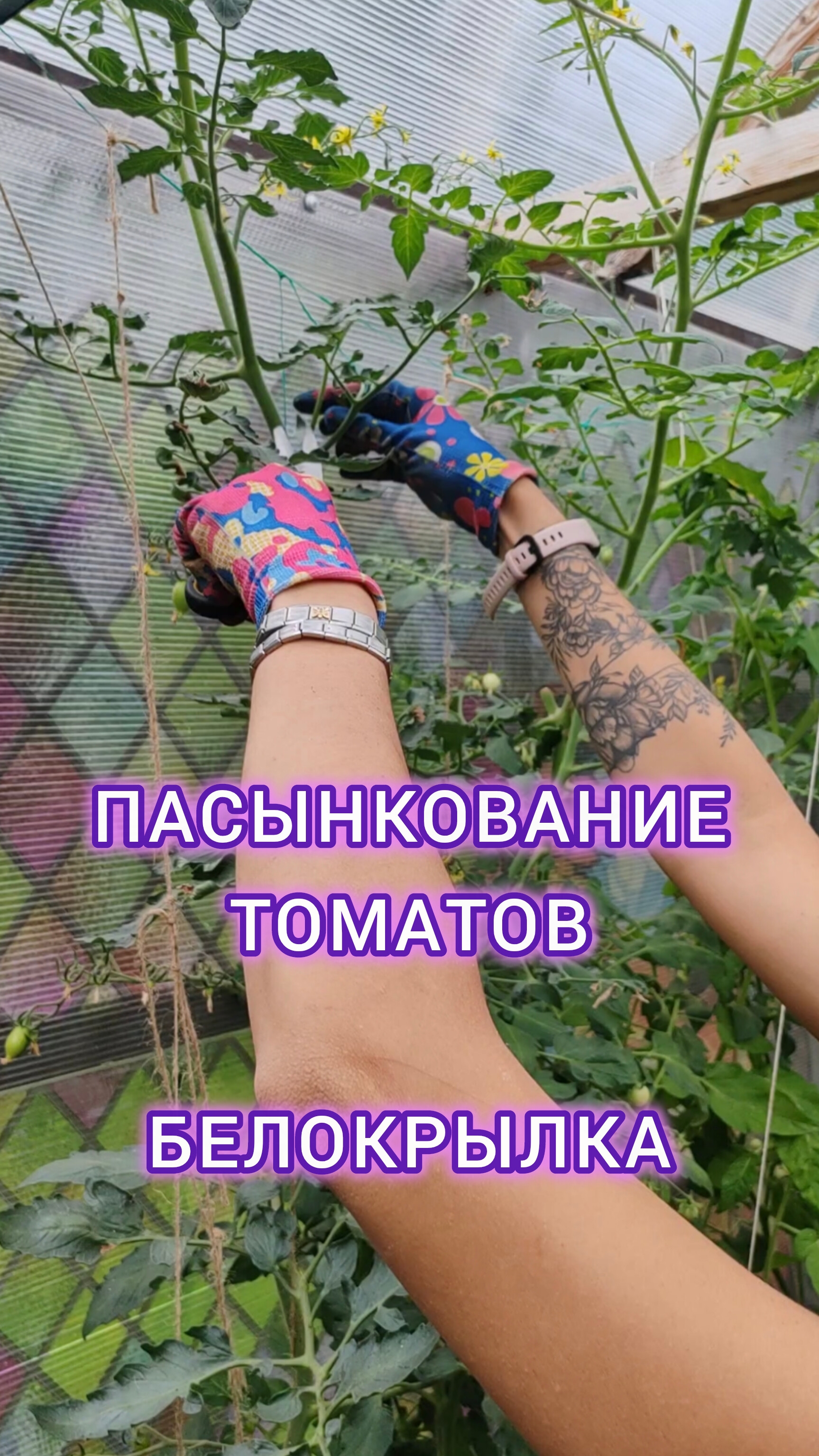 Пасынковать томаты нужно регулярно, чтоб был хороший урожай👌 #грядка #теплица #сад #огород смотреть онлайн