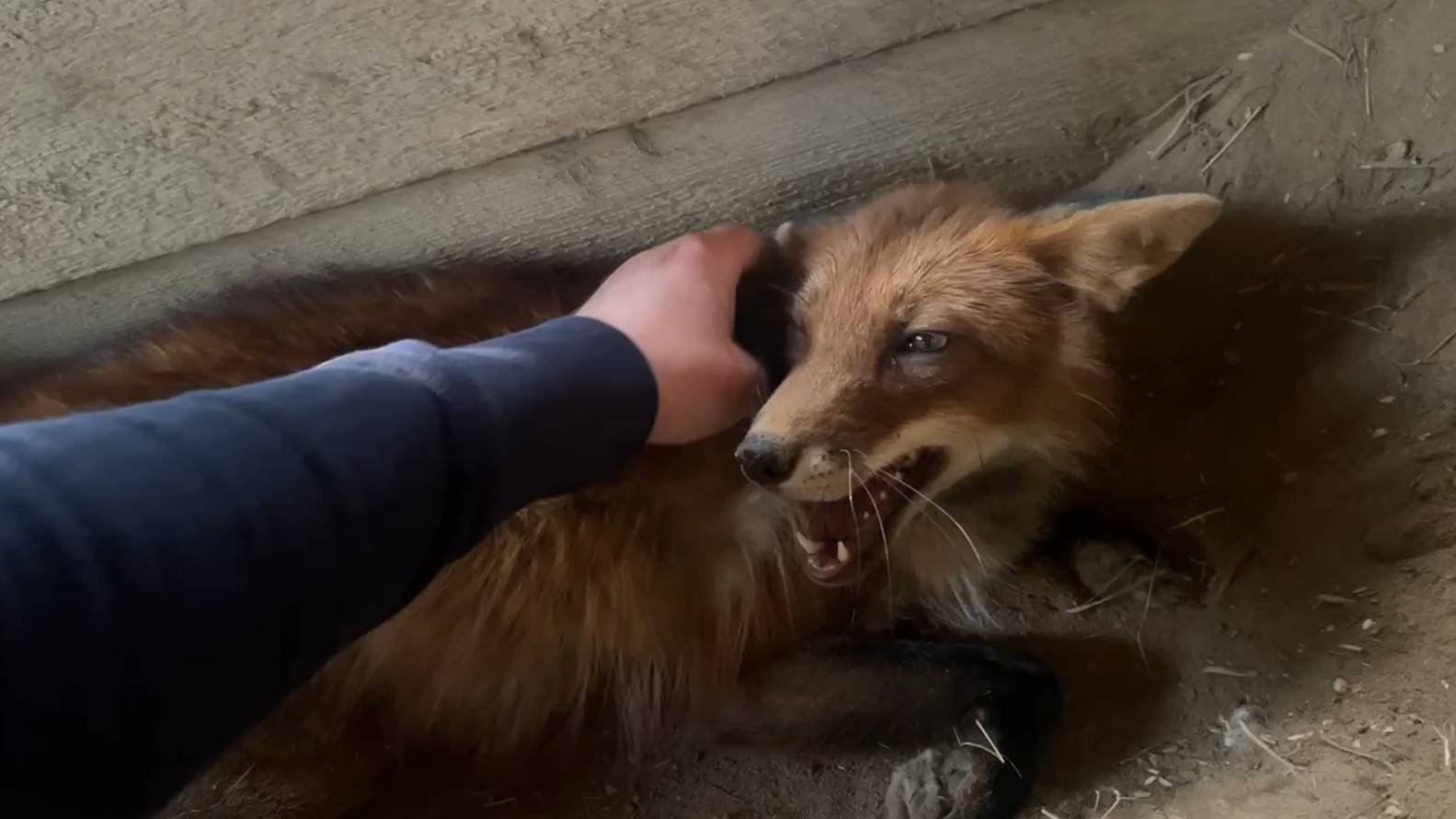 Ли Сяо / Alice the Fox Алиса Лиса (Лис Игнис обожает копаться в песке) смотреть онлайн