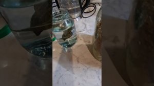 Разведение пиявок в домашних условиях. Часть 1.