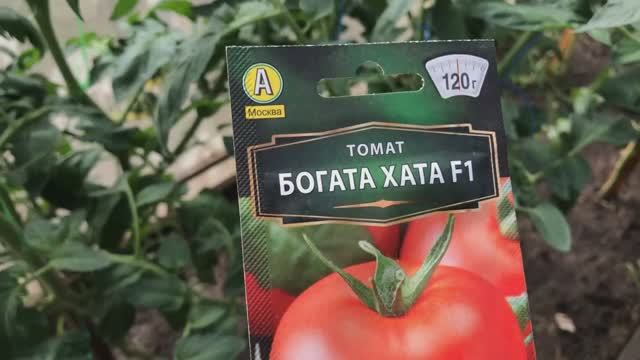 Как я поливаю томаты, в какое время суток и как часто. Разбираю сорта помидоров. смотреть онлайн