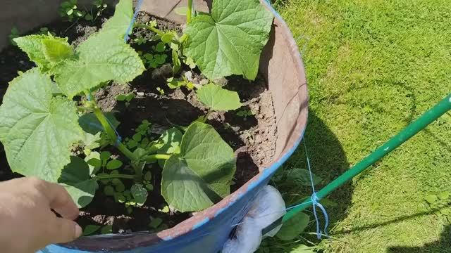 Уход за огурцами в теплице. Рыхление и полив, что любят огурцы. смотреть онлайн