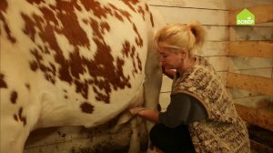 Как правильно мыть корову перед дойкой. Как провести корове сухую и мокрую чистку. Как вымыть вымя