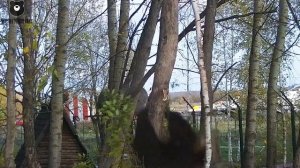 Первый полет авиамедведя Мансура или не ломай сук, на котором стоишь