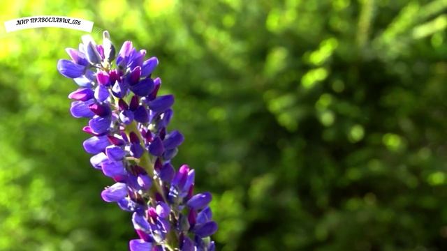 СИЛЬНАЯ МОЛИТВА, ЧИТАЮТ МОНАХИ смотреть онлайн