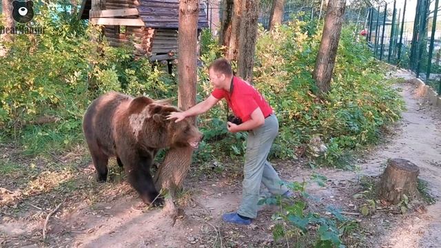 Медведь Мансур и ПАПАрацци смотреть онлайн