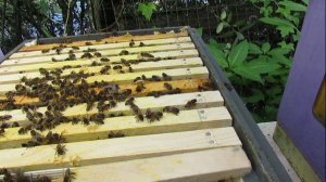 пчела Элгон на ячейке 4,79 - трутни показывают что матка пчелам понравилась, 23.06.2025