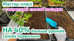 Как сажать клубнику  + ТОП 5 ошибок новичка