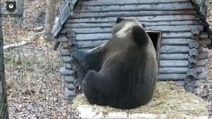 Бочка потолстела и не пролезала в проход избушки