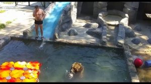 Медведь Мансур и Андрей развлекаются в бассейне  Mansur Bear and Andrey having fun in the pool
