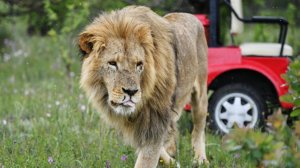 «Львы съедают не больно»: почему пострадал директор «Тайгана»