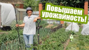 Окучивание картофеля: когда и зачем его проводить?!