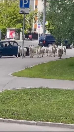 Москвички и москвичи