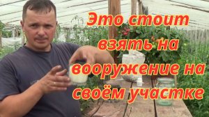 Забудьте про магазинные удобрения! 3 копеечных ингредиента, после которых томаты рвутся в рост