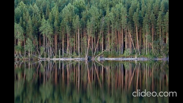 А лес шумит