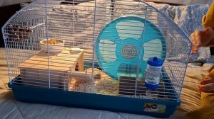 Где жить хомяку? 🐹 Клетка, контейнер или что-то ещё?