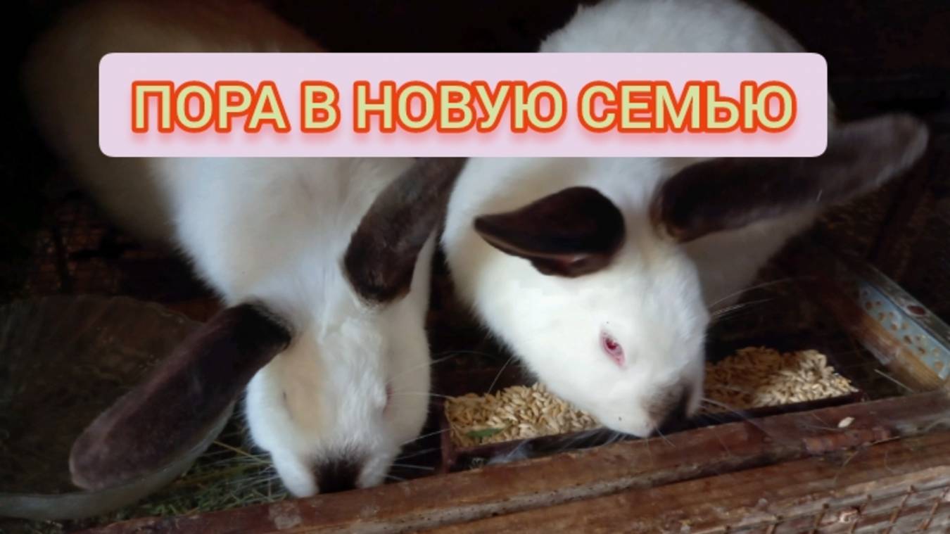 Девки на выданье. 🐇🐇 смотреть онлайн