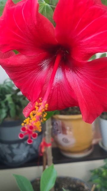 Цветение Гибискуса смотреть онлайн