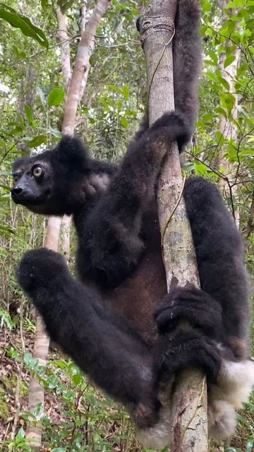Дикий Мадагаскар. Пение лемура индри смотреть онлайн
