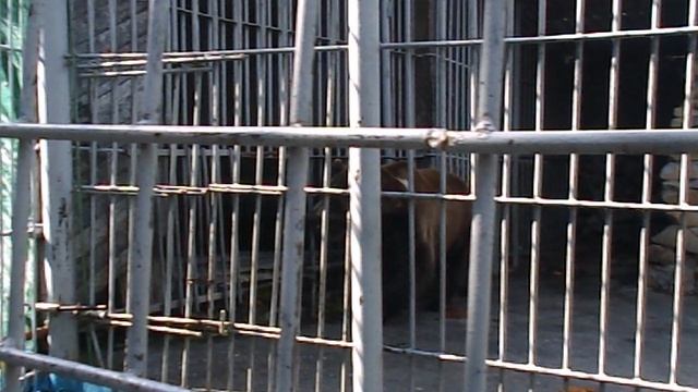 DSCN8114Домбай,канатка,Теберда,зоопарк июнь 2025