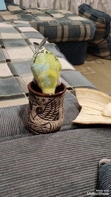 волнистый попугайЯша///