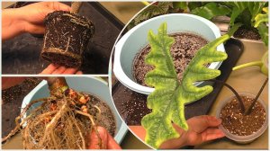 Алоказия ЖАКЛИН. Конкретная пересадка и сбор урожая клубней. Невероятное количество!