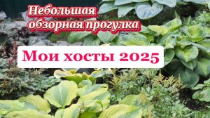 Мои хосты 2025. Небольшая обзорная прогулка