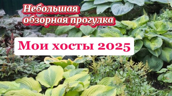 Мои хосты 2025. Небольшая обзорная прогулка
