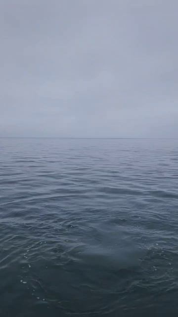 Дельфины и рыбалка. смотреть онлайн