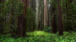 🌲🌨 Звуки дождя для сна