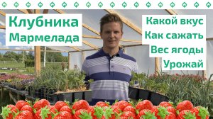 Рассада клубники сорта МАРМЕЛАДА: описание, урожайность и советы