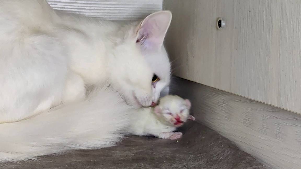 Мама-кошка спешит на помощь своему котенку. Мама-кошка и ее новорожденный котенок. смотреть онлайн