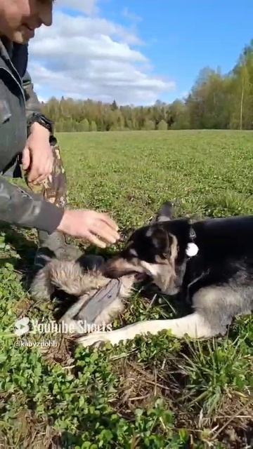 ВЕО из питомника Валентлайф - Черемуха,15 мес. - Готовимся к ЗКС №2