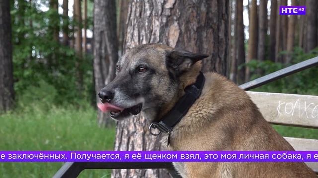 День кинолога в Ирбите смотреть онлайн