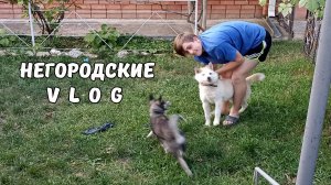 НУТРИИ умеют удивлять... Неожиданное прибавление. 21.06.25