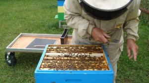 Вывод маток. Сот Никот. Часть 2.