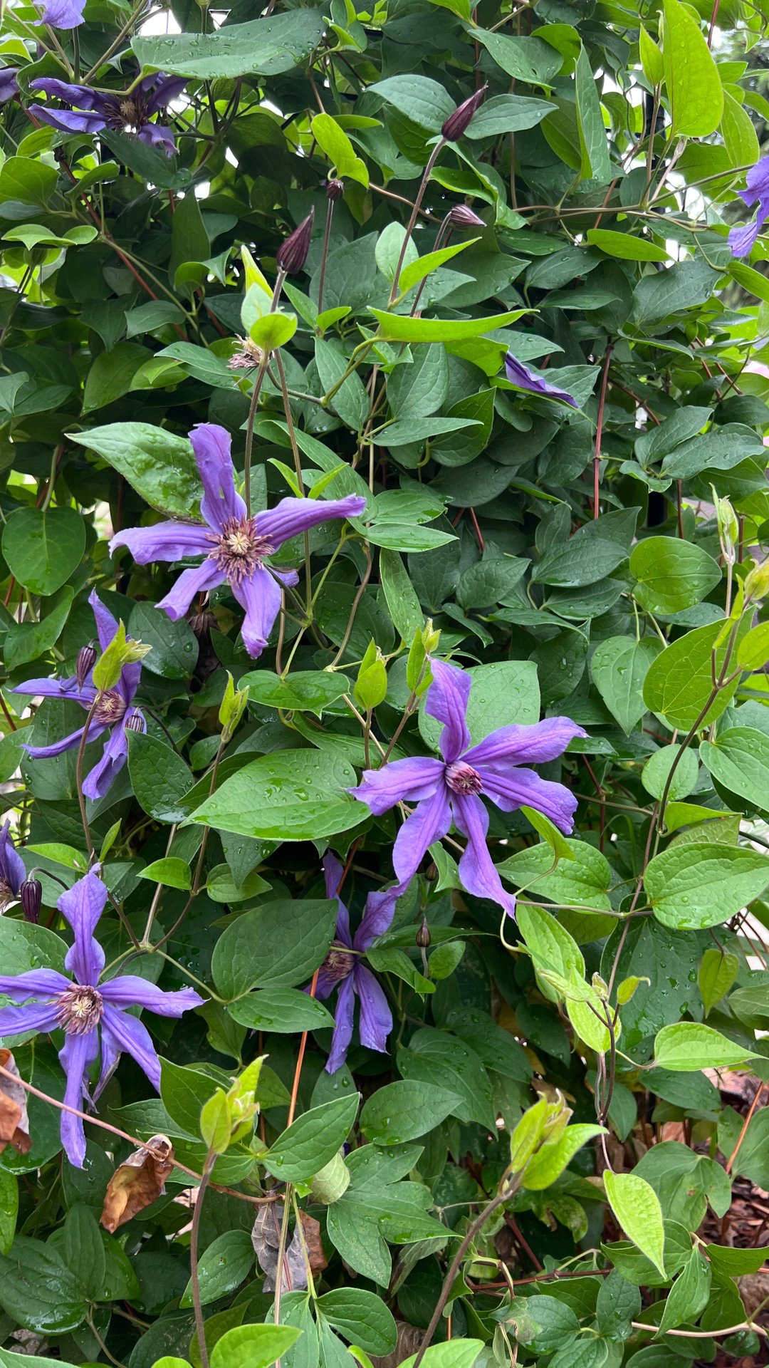 Клематис в цвету. Третья группа обрезки. Цветет месяц в июне. смотреть онлайн