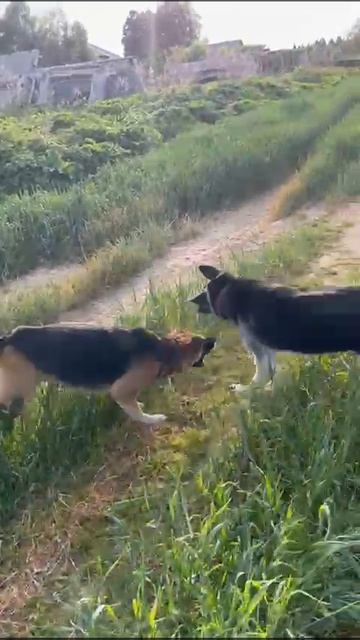 ВЕО из питомника Валентлайф - Чара-Майори,  15 мес. - Эх! Гулять - Так гулять.