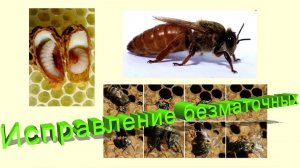 Спасение безматочной семьи: Советы профессора Кашковского