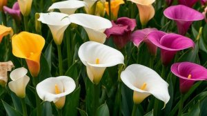 Каллы. От покупки до посадки.