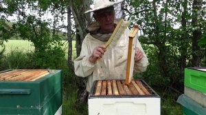 отбор и откачка рапсового меда