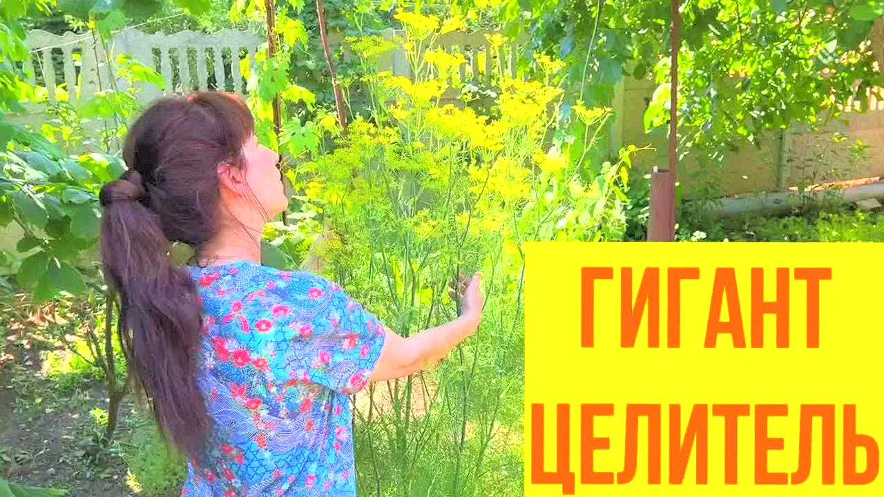 Фенхель для сосудов и кишечника: секрет долголетия, который скрывают! Укрепляет сердце, очищает!