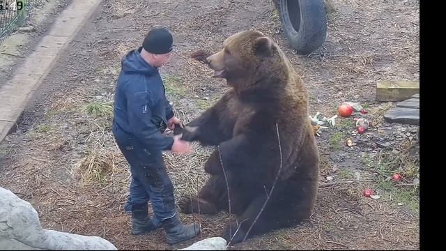 Взаимоотношения медведя Мансура с Андреем   Mansur The Bear's Friendship With Andrey