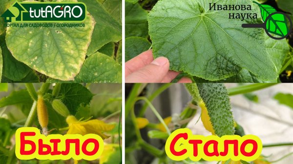 У ОГУРЦОВ ЖЕТЛЕЮТ ЛИСТЬЯ и ЗАВЯЗИ? Срочно полейте этим! Быстрое лечение и восстановление огурцов.