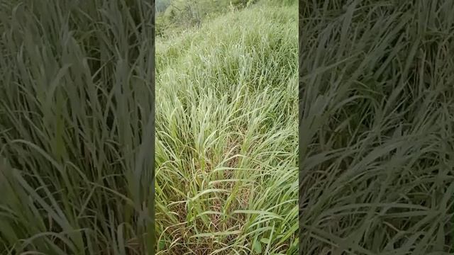 Терренкур После дождя