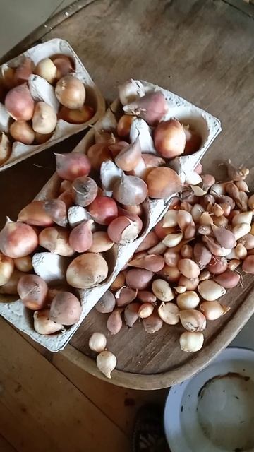 Как сохранить луковицы тюльпанов до осени
#луковичные #луковицытюльпанов #хранениетюльпанов