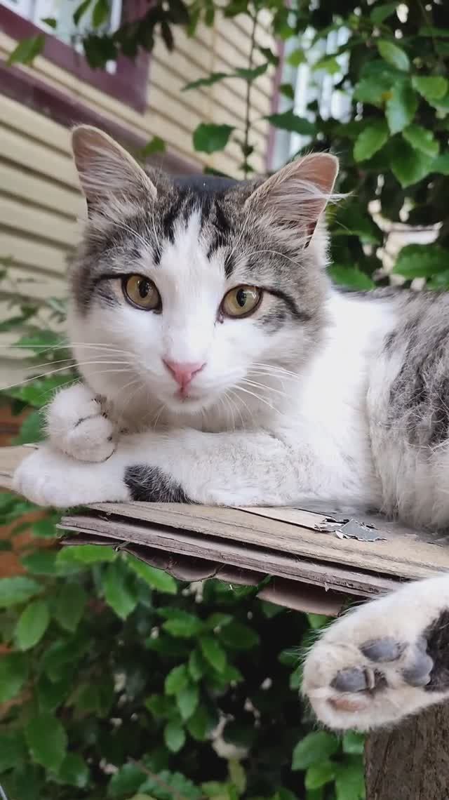 Вальяжные дербентские коты. Подойди и поклонись смотреть онлайн