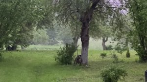 Спас птенца, бобры пришли, тяжко, но я не сдаюсь! Хуторская жизнь без прикрас #хочувдеревню