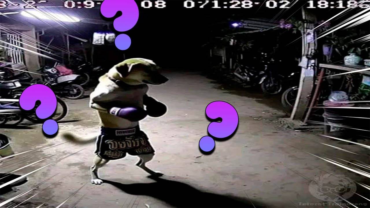 Я РЖАЛ ДО СЛЕЗ 😂 5 Минут ОТБОРНЫХ приколов 2025 Смешные видео - Лучшие ПРИКОЛЫ смотреть онлайн